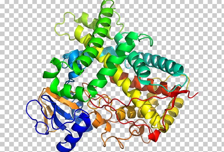 Cytochrome P450 CYP1A2 Enzyme CYP2C19 PNG, Clipart, Artwork, Body Jewelry, Catalysis, Cyp1a2, Cyp2c19 Free PNG Download