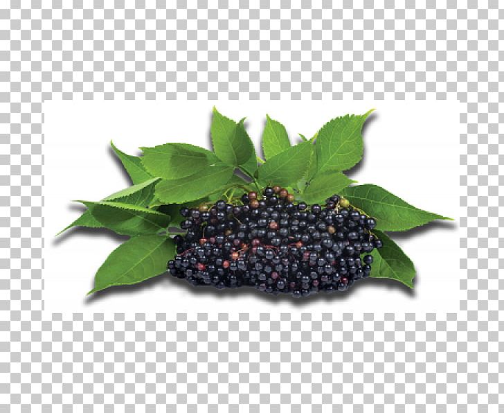 Elder Berry Extract Syrup Juice PNG, Clipart, Auglis, Berries, Berry, Bilberry, Blackberry Free PNG Download