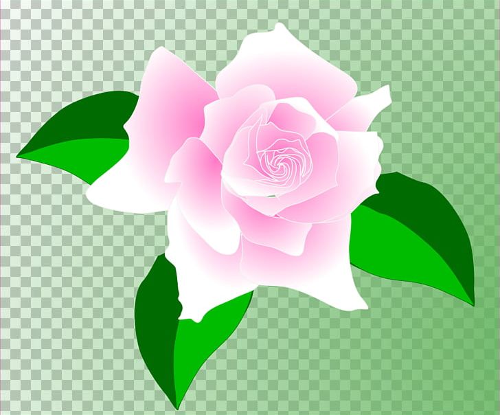 Sweet Scented Geranium Damask Rose PNG, Clipart, China Rose, Computer Wallpaper, Damask Rose, Flora, Floral Design Free PNG Download