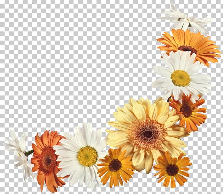 Cut Flowers Floral Design Flower Bouquet Transvaal Daisy PNG, Clipart, Calendula, Color, Cut Flowers, Daisy, Daisy Family Free PNG Download