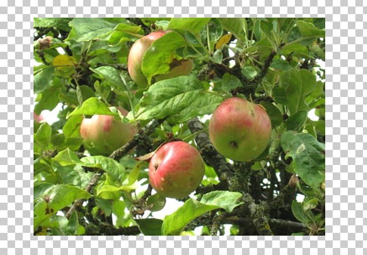 Fruit Tree Apple Branching PNG, Clipart, Apple, Branch, Branching, Fruit, Fruit Nut Free PNG Download