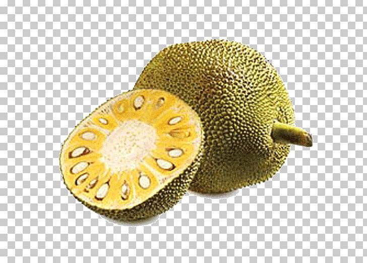 Jackfruit Fruit Tree Gourd Tropical Fruit PNG, Clipart, Auglis, Breadfruit, Calabash, Cucumber, Flavor Free PNG Download
