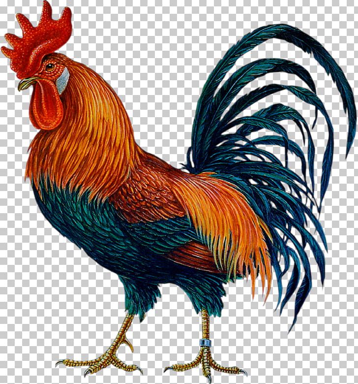 Cock PNG, Clipart, Cock Free PNG Download