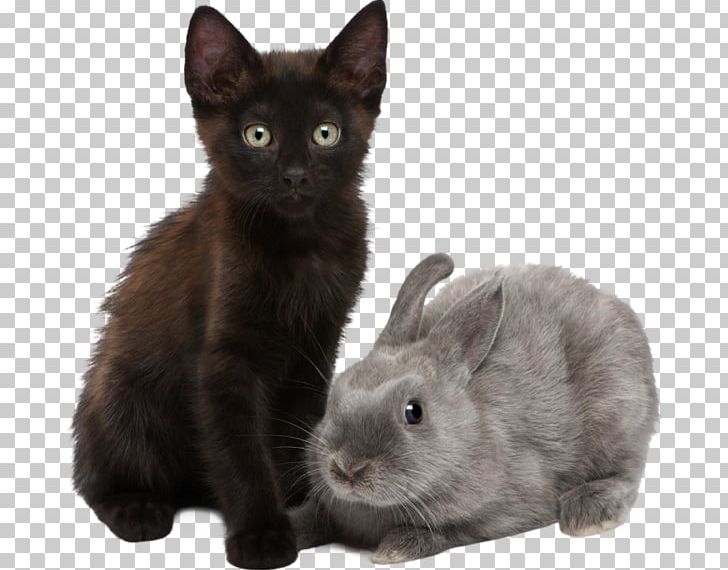 Kitten Domestic Rabbit Himalayan Cat Puppy Dog PNG, Clipart, Animals, Black Cat, Cat, Cat Like Mammal, Cat Play And Toys Free PNG Download