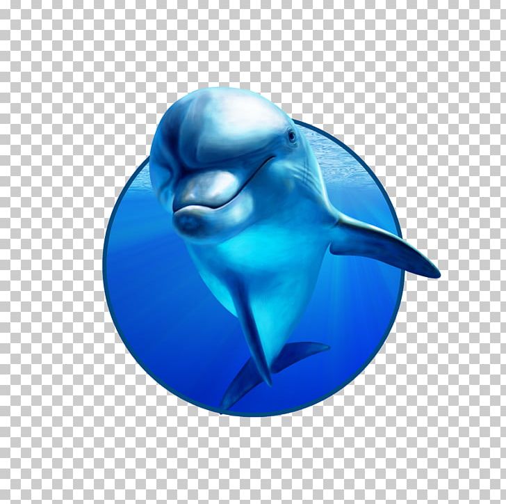 Tolyatti Penza Cheboksary Dolphinarium PNG, Clipart, Advertising, Animals, Beluga Whale, Blue, Cheboksary Free PNG Download