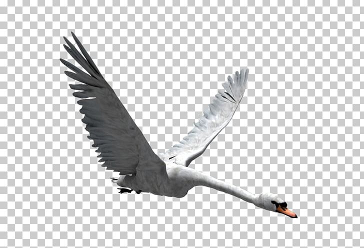 Cygnini Goose Duck Anatidae Bird PNG, Clipart, Anatidae, Animals, Beak, Bird, Black And White Free PNG Download