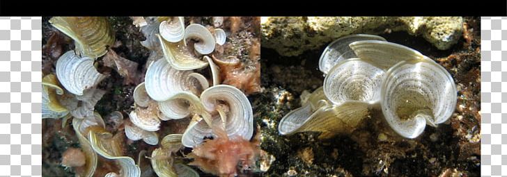 Padina Algae Seashell PNG, Clipart, Algae, Clams Oysters Mussels And Scallops, Mangrove Rhizopora, Seashell Free PNG Download
