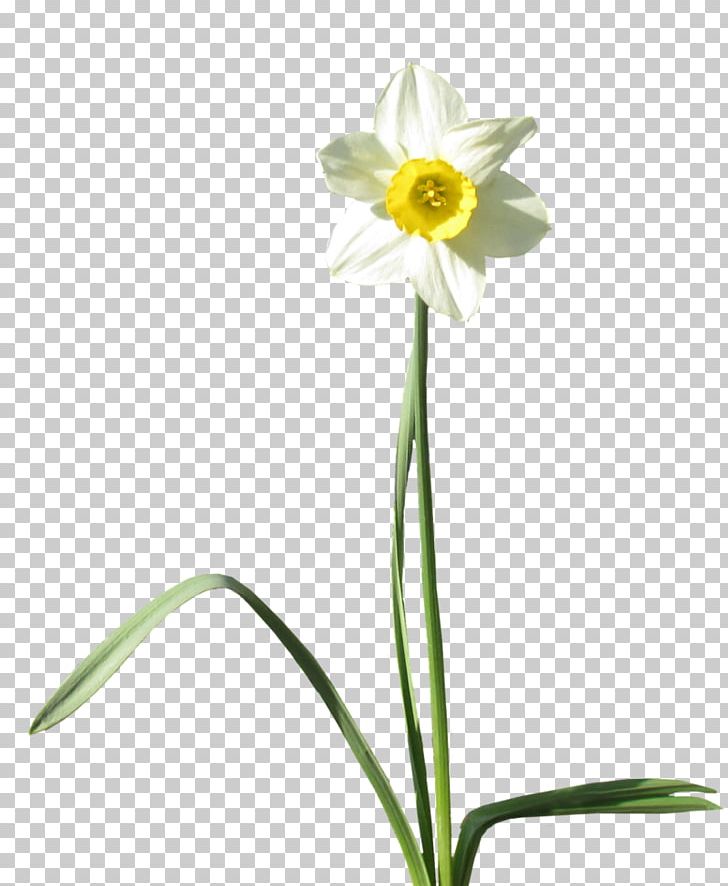 Daffodil Desktop PNG, Clipart, Amaryllis Family, Art, Bud, Clip Art, Computer Icons Free PNG Download