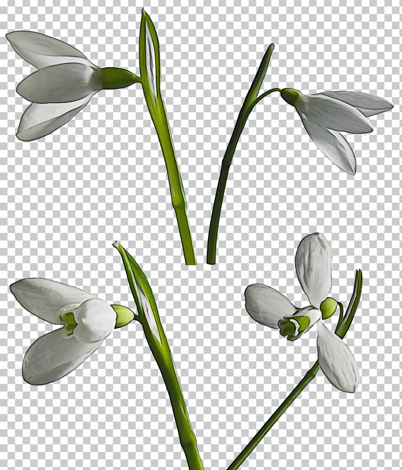Flower Snowdrop Plant Galanthus Petal PNG, Clipart, Amaryllis Family, Flower, Galanthus, Pedicel, Petal Free PNG Download