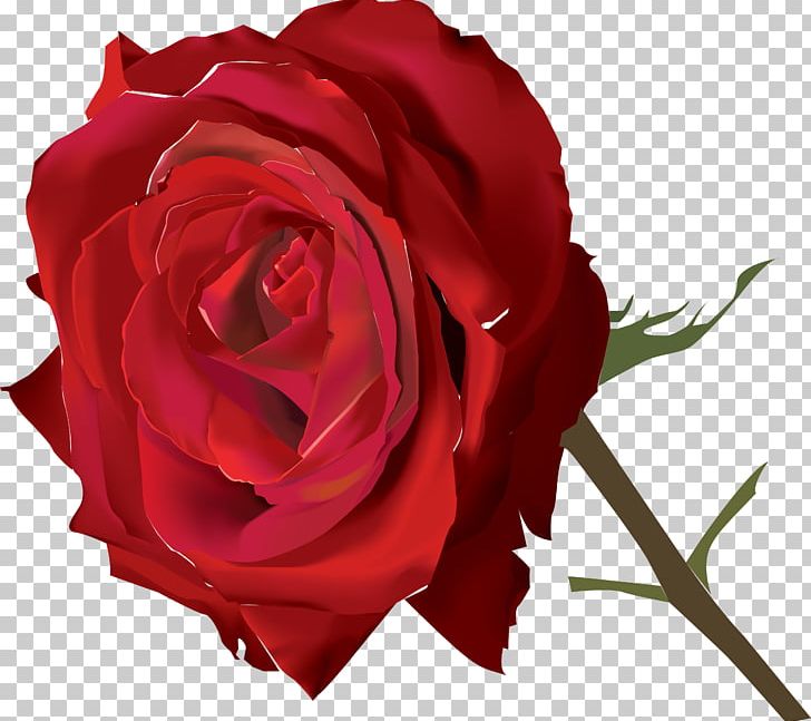 Beach Rose Flower PNG, Clipart, Beach Rose, China Rose, Closeup, Cut Flowers, Download Free PNG Download