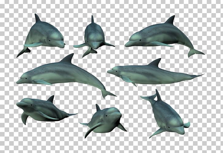 Tucuxi Common Bottlenose Dolphin Mammal PNG, Clipart, Animal, Animals, Blue, Blue Abstract, Blue Background Free PNG Download