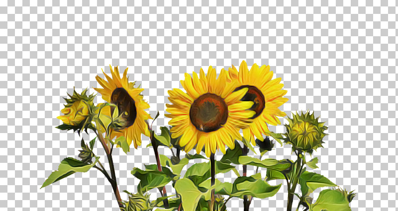 Flower Common Sunflower Sunflower Seeds Seed Annual Plant PNG, Clipart, Annual Plant, Blanket Flowers, Common Sunflower, Cut Flowers, Daisy Family Free PNG Download