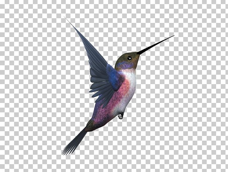 Hummingbird Flight Eurasian Magpie PNG, Clipart, Animals, Beak, Bird, Bird Cage, Bird Flight Free PNG Download