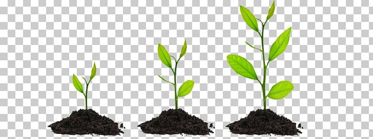 Plant Seed Bonsai Tree PNG, Clipart, Bonsai, Bonsai Tree, Clip Art, Flower, Fruit Tree Free PNG Download