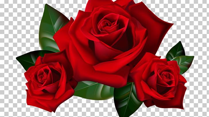 Rose Flower PNG, Clipart, Cut Flowers, Download, Drawing, Flora, Floral Design Free PNG Download