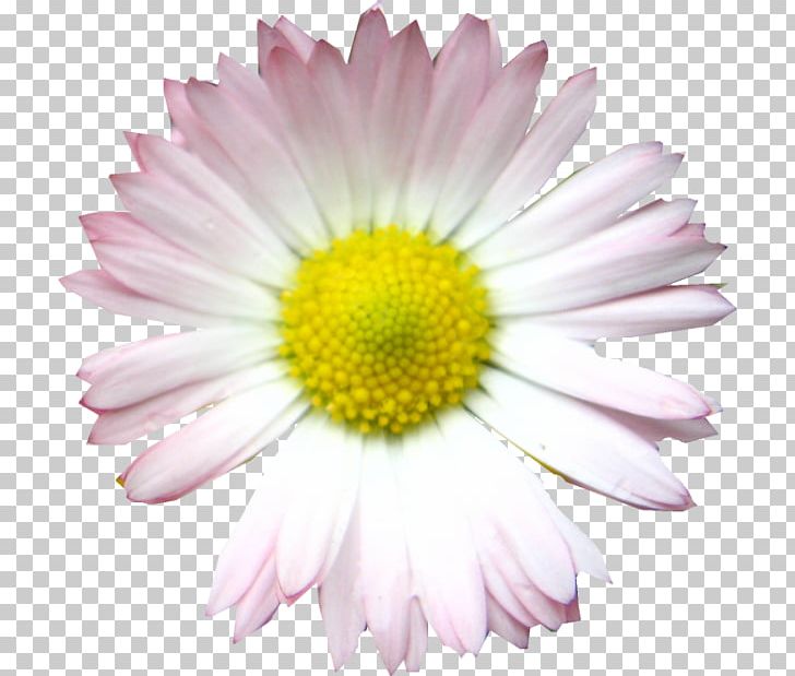 Common Daisy Oxeye Daisy Argyranthemum Frutescens Chrysanthemum Petal PNG, Clipart, Annual Plant, Argyranthemum Frutescens, Aster, Chrysanthemum, Chrysanths Free PNG Download