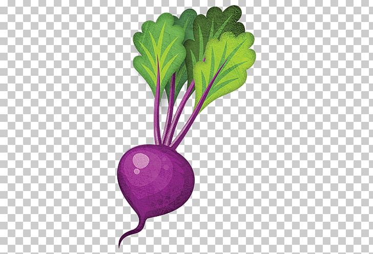 Leaf Vegetable Turnip Beetroot Rutabaga PNG, Clipart, Beet, Beetroot, Bok Choy, Cabbage, Chard Free PNG Download