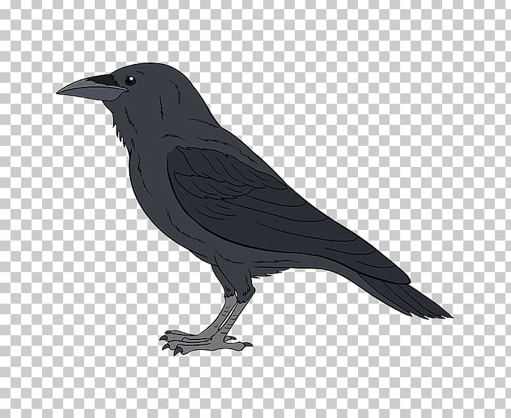 Common Raven Drawing Bird Tutorial PNG, Clipart, American Crow, Animals, Beak, Beginners, Bird Free PNG Download