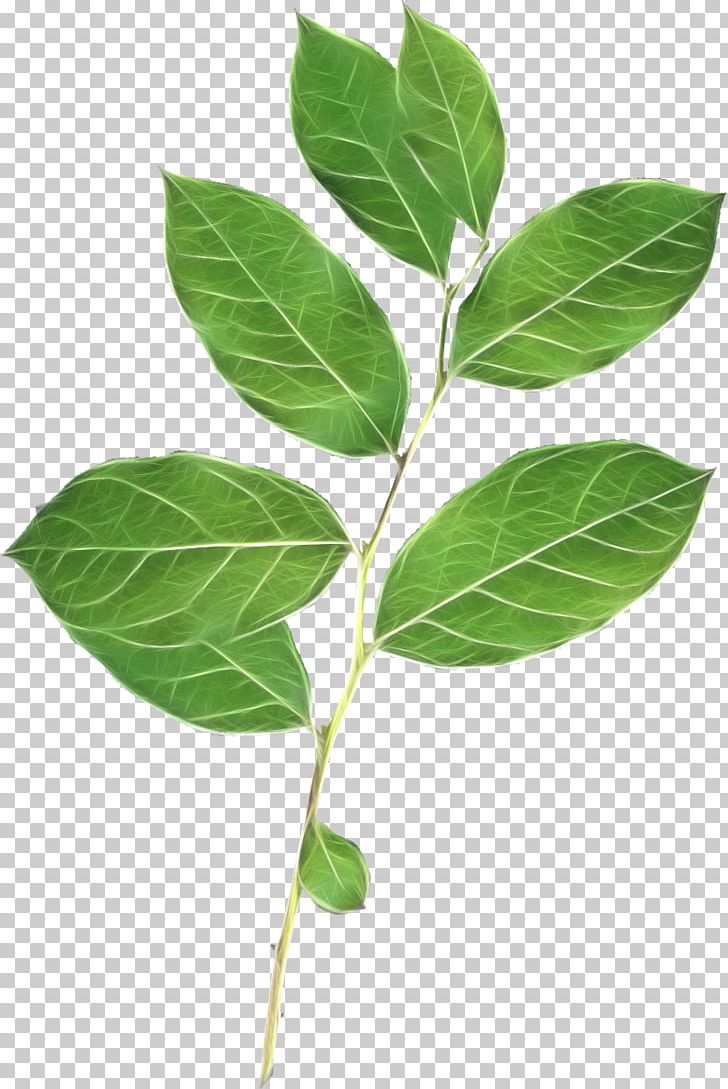 Leaf Branch Desktop PNG, Clipart, Branch, Desktop Wallpaper, Digital Image, English Walnut, Flore Free PNG Download