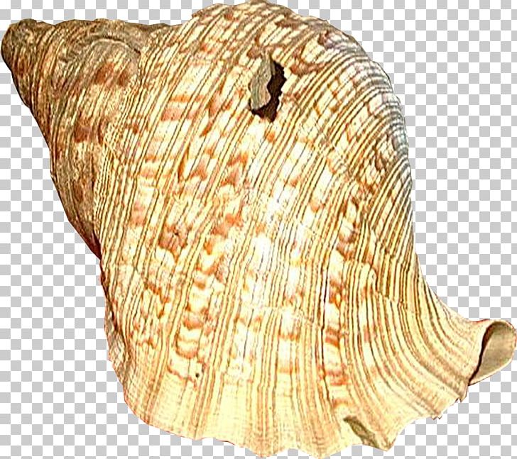 Seashell Clam Sea Snail PNG, Clipart, Clam, Clams Oysters Mussels And Scallops, Cockle, Computer Icons, Conch Free PNG Download