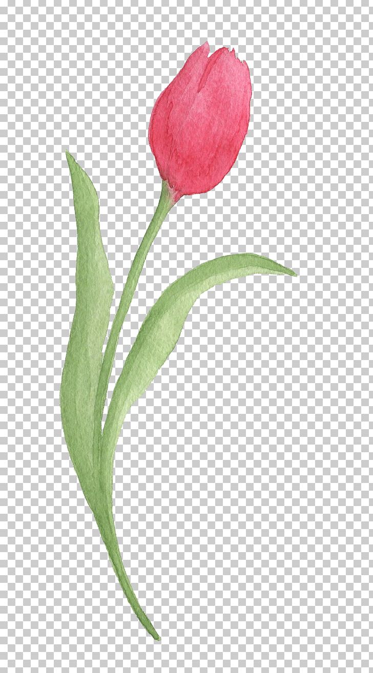 Tulip Watercolor Painting PNG, Clipart, Arum, Bud, Cut Flowers, Encapsulated Postscript, Flora Free PNG Download