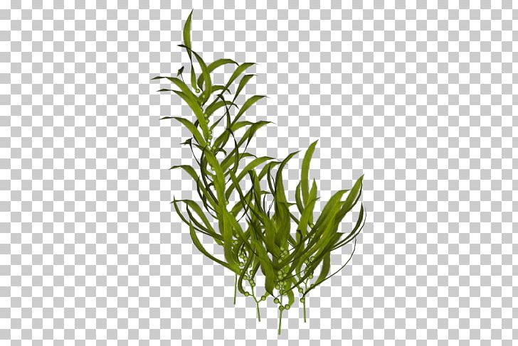 Algae Seaweed Aquatic Plants PNG, Clipart, Algae, Aquarium Decor, Aquatic Plants, Bit, Bob Free PNG Download
