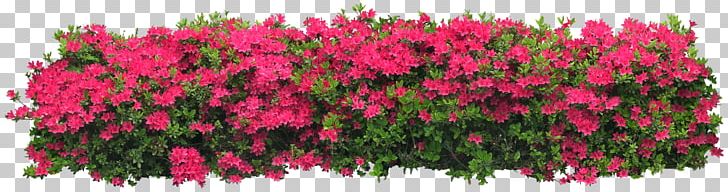 Arbustos Con Flor Shrub Flower Tree PNG, Clipart, Animation, Arbustos Con Flor, Bushes, Cercis Siliquastrum, Download Free PNG Download