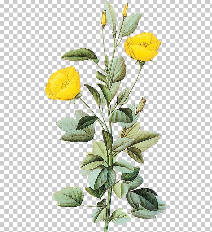 Botany Botanical Illustration Flower Art PNG, Clipart, Architecture, Art, Bahar Cicekleri, Botany, Cut Flowers Free PNG Download