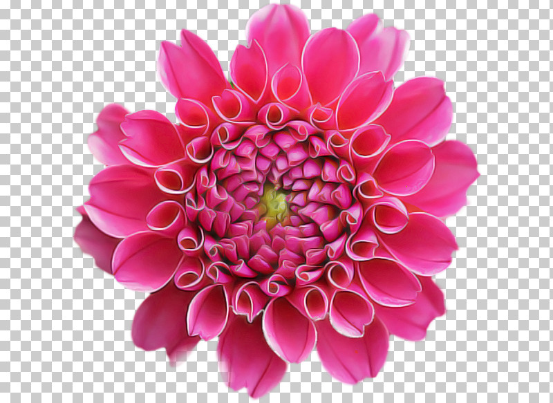 Floral Design PNG, Clipart, Chrysanthemum, Common Daisy, Cut Flowers, Dahlia, Floral Design Free PNG Download