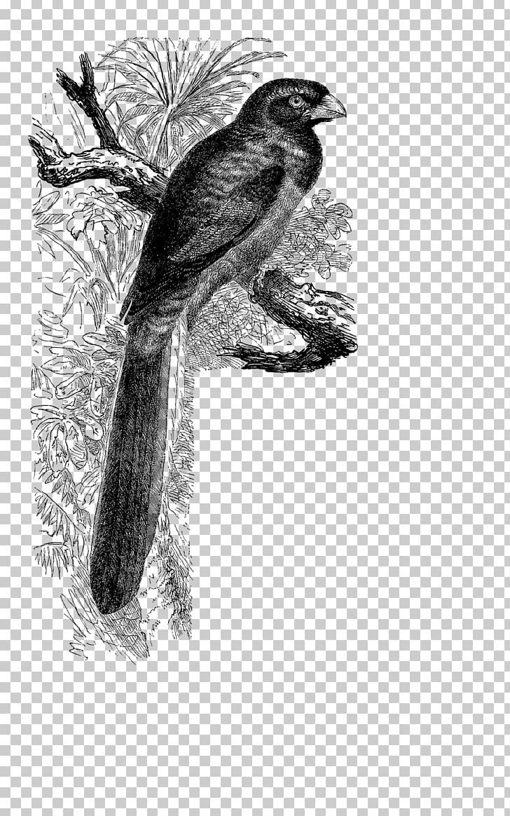 Bird Beak Fauna Cuckoos Antique PNG, Clipart,  Free PNG Download