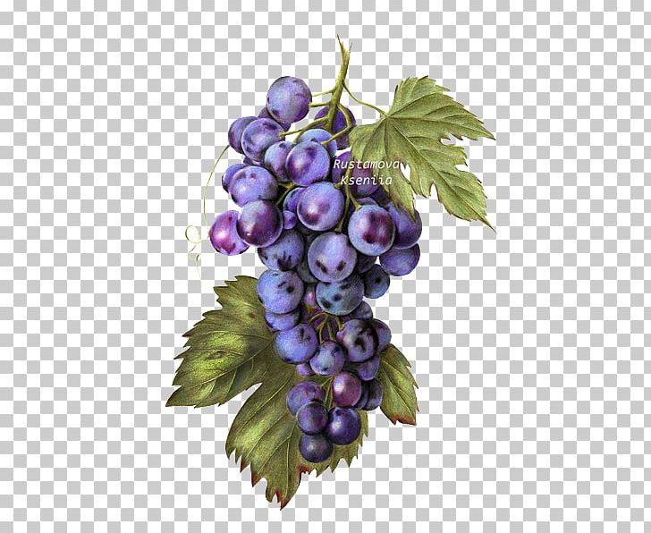 Common Grape Vine Raceme Seedless Fruit PNG, Clipart, Attractive Grapes, Berry, Bunch, Bunch Of Grapes, Encapsulated Postscript Free PNG Download