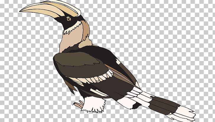 Hornbill PNG, Clipart, Beak, Bird, Bird Of Prey, Blog, Download Free PNG Download