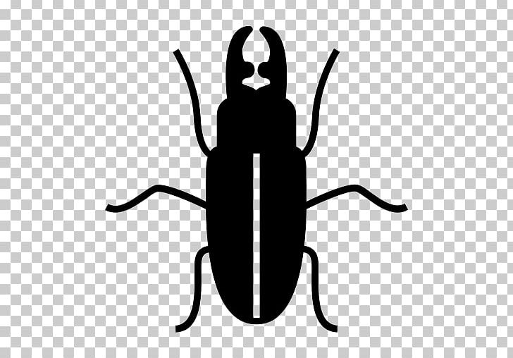 Varied Carpet Beetle Pest Control Rat PNG, Clipart, Animals, Artwork, Bed Bug, Beetle, Beetle Bug Free PNG Download
