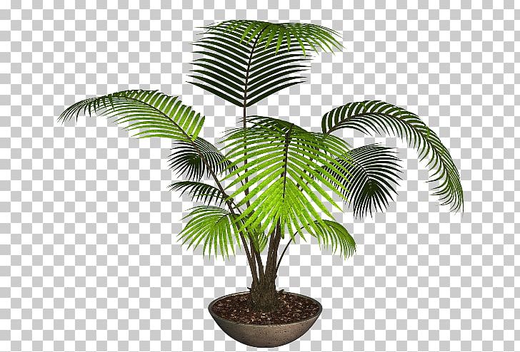 Flowerpot Houseplant Bonsai PNG, Clipart, Arecaceae, Arecales, Bonsai, Coconut, Flower Free PNG Download
