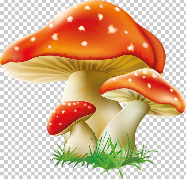 Mushroom Fungus PNG, Clipart, Amanita Muscaria, Chanterelle, Clip Art, Common Mushroom, Desktop Wallpaper Free PNG Download
