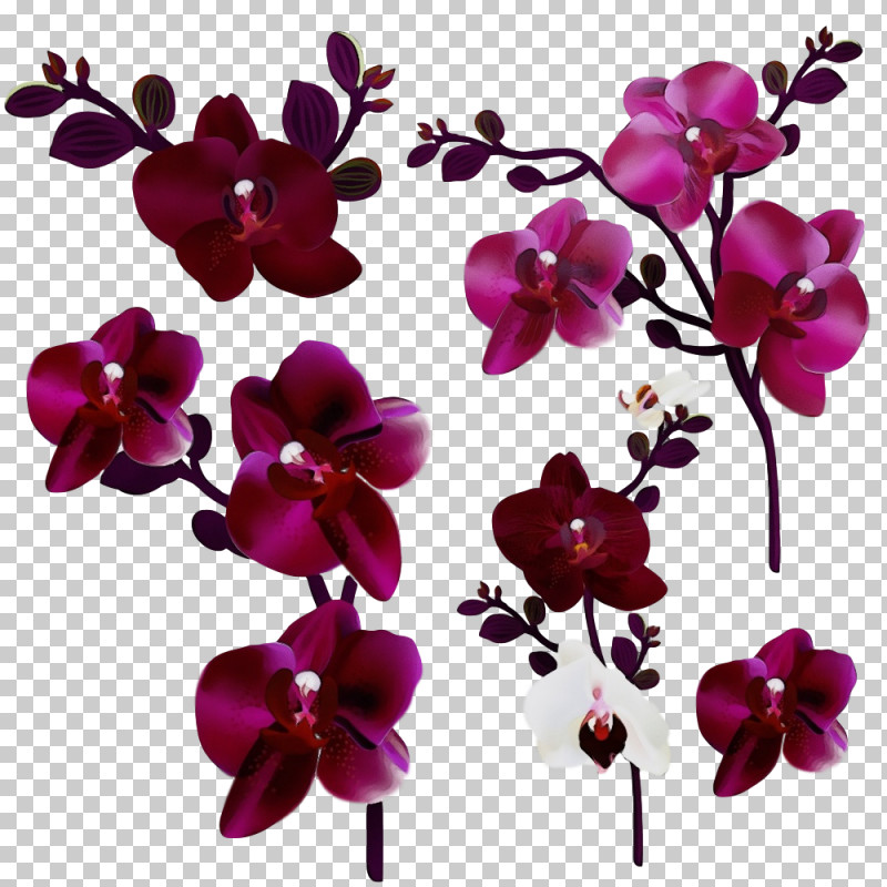Flower Moth Orchid Violet Petal Purple PNG, Clipart, Flower, Magenta, Moth Orchid, Orchid, Paint Free PNG Download