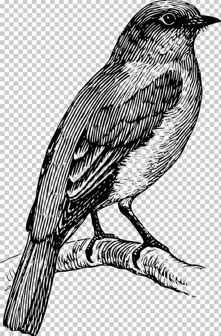Coloring Book Drawing PNG, Clipart, Adult, Art, Author, Beak, Bird Free PNG Download