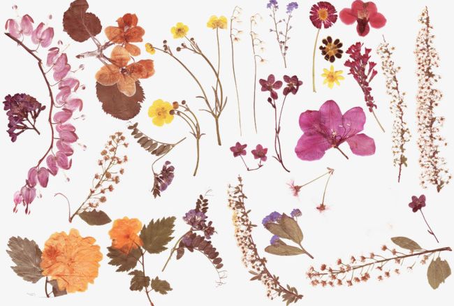 Dried Material PNG, Clipart, Bouquet, Decoration, Dried, Dried Bouquet, Dried Clipart Free PNG Download