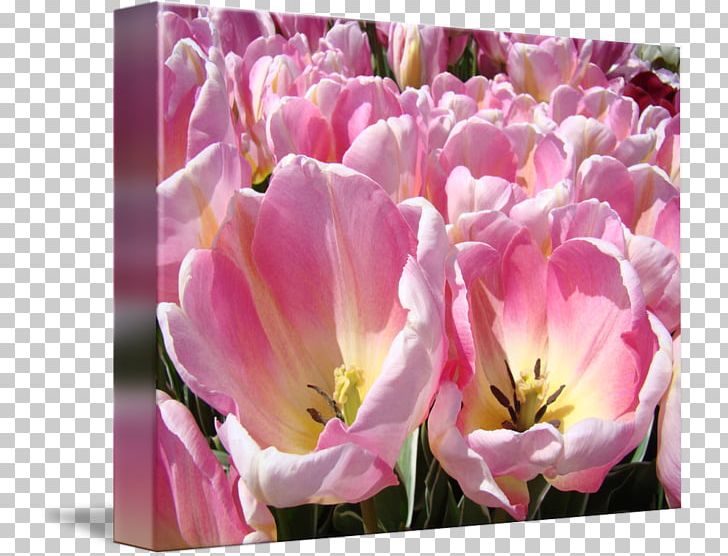 Tulip Cut Flowers Petal Pink M PNG, Clipart, Cut Flowers, Flower, Flowering Plant, Flowers, Herbaceous Plant Free PNG Download