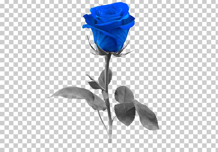 Blue Rose Stock Photography Flower PNG, Clipart, Blue, Blue Rose, Cobalt Blue, Color, Cut Flowers Free PNG Download