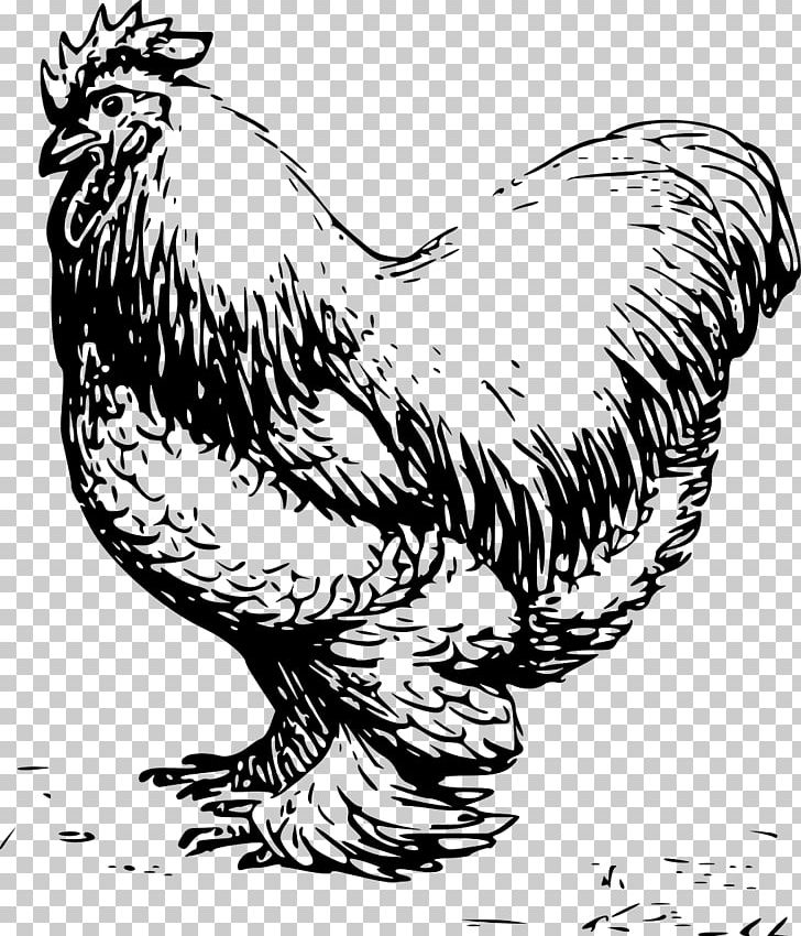 Cochin Chicken Silkie Leghorn Chicken Rooster PNG, Clipart, Beak, Bird, Black And White, Carnivoran, Chicken Free PNG Download