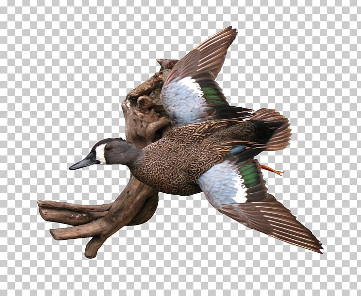 Mallard Duck Waterfowl Hunting Eurasian Teal PNG, Clipart, Anas, Animals, Beak, Bird, Cinnamon Teal Free PNG Download