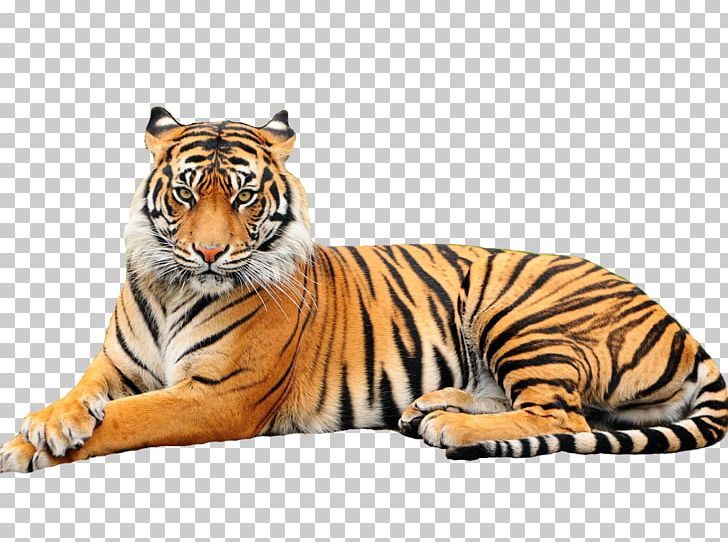 White Tiger Black Tiger Bengal Tiger Zoo Animal PNG, Clipart, Animal, Animal Sanctuary, Bengal Tiger, Big Cats, Black Tiger Free PNG Download