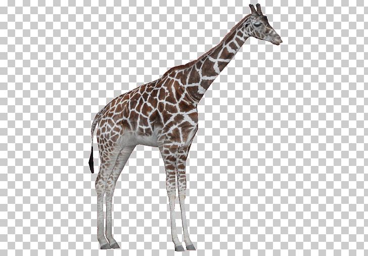 Zoo Tycoon 2 Rothschild's Giraffe Northern Giraffe Masai Giraffe Reticulated Giraffe PNG, Clipart, African Leopard, Animal, Animals, Fauna, Giraffe Free PNG Download