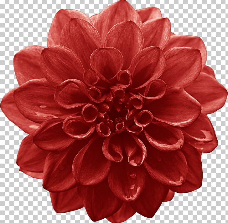 Dahlia Cut Flowers Red Lilium PNG, Clipart, Artificial Flower, Brooklyn, Cut Flowers, Dahlia, Daisy Family Free PNG Download