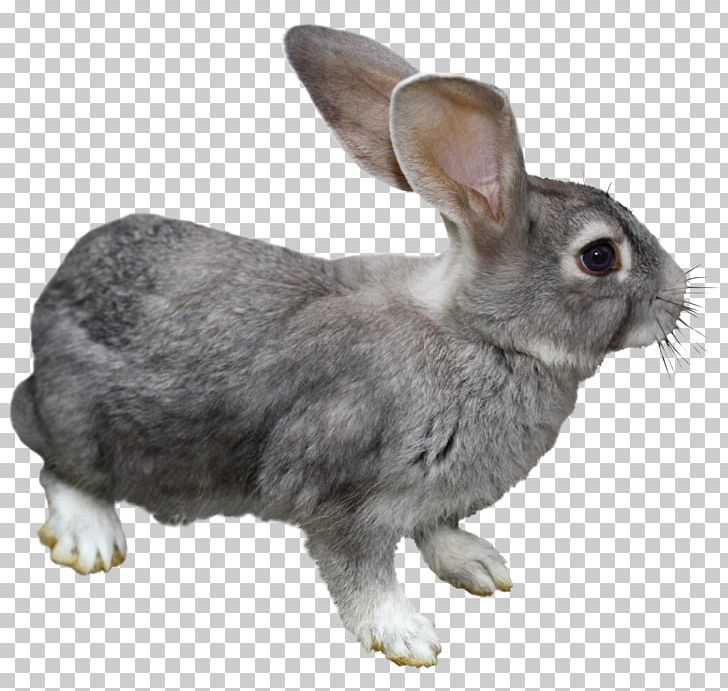 Domestic Rabbit Hare European Rabbit PNG, Clipart, Animal, Animals, Animation, Clip Art, Domestic Rabbit Free PNG Download