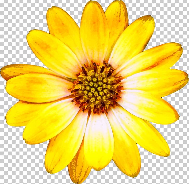 Flower PNG, Clipart, Annual Plant, Chrysanths, Cut Flowers, Daisy, Daisy Family Free PNG Download