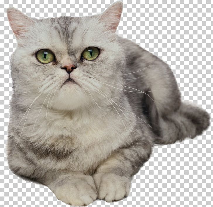 Cats PNG, Clipart, Cats Free PNG Download