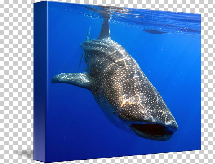Kind Art Requiem Sharks Cetacea Photography PNG, Clipart, Art, Canvas, Cartilaginous Fish, Cetacea, Don Quixote Free PNG Download