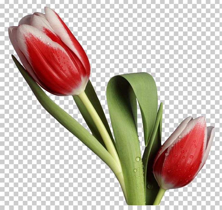 Tulip Cut Flowers Desktop PNG, Clipart, Artificial Flower, Bud, Cut Flowers, Desktop Wallpaper, Display Resolution Free PNG Download